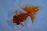 Butterfly  Red White 3.5 Inch (ID#415B8b-35) Free2Day SHIPPING