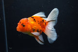 Thai Oranda  Calico 4.5 Inch (ID#1210To5b-97) Free2Day SHIPPING