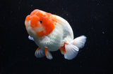 Lionchu  Red White 4 Inch (ID#311R12b-89) Free2Day SHIPPING