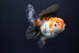 Thai Oranda  Tricolor 5.5 Inch (ID#1108To6c-112)