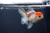 Juvenile Thai Oranda  Sakura 4 Inch (ID#1231To13b-78) Free2Day SHIPPING