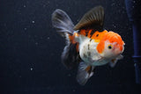 Thai Oranda  Tricolor 5.5 Inch (ID#1108To6c-112)