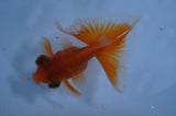 Butterfly  Red White 3.5 Inch (ID#415B8b-35) Free2Day SHIPPING