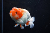 Lionchu  Red White 4 Inch (ID#311R12b-89) Free2Day SHIPPING