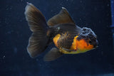 Juvenile Thai Oranda  Red Black 4 Inch (ID#1018To13b-94) Free2Day SHIPPING