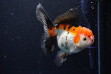 Thai Oranda  Tricolor 5.5 Inch (ID#1108To6c-112)