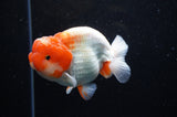 Lionchu  Red White 4 Inch (ID#311R12b-89) Free2Day SHIPPING