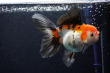 Thai Oranda  Tricolor 5.5 Inch (ID#1108To6c-112)