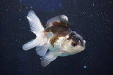 Juvenile Thai Oranda  Panda 3.5 Inch (ID#1018To13b-95) Free2Day SHIPPING