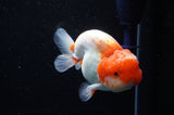 Lionchu  Red White 4 Inch (ID#311R12b-89) Free2Day SHIPPING