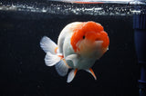 Lionchu  Red White 4 Inch (ID#311R12b-89) Free2Day SHIPPING