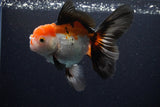 Thai Oranda  Tricolor 5.5 Inch (ID#1108To6c-112)