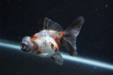 Butterfly  Calico 3.5 Inch (ID#415B8b-36) Free2Day SHIPPING