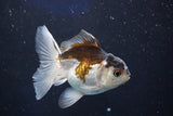 Juvenile Thai Oranda  Panda 3.5 Inch (ID#1018To13b-95) Free2Day SHIPPING