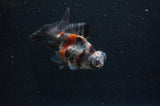 Butterfly  Calico 3.5 Inch (ID#415B8b-36) Free2Day SHIPPING