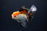 Thai Oranda  Tricolor 5.5 Inch (ID#1108To6c-112)