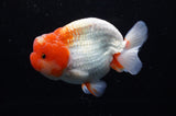 Lionchu  Red White 4 Inch (ID#311R12b-89) Free2Day SHIPPING