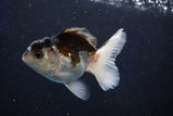 Juvenile Thai Oranda  Panda 3.5 Inch (ID#1018To13b-95) Free2Day SHIPPING