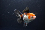 Thai Oranda  Tricolor 5.5 Inch (ID#1108To6c-112)