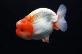 Lionchu  Red White 4 Inch (ID#311R12b-89) Free2Day SHIPPING