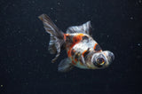 Butterfly  Calico 3.5 Inch (ID#415B8b-36) Free2Day SHIPPING