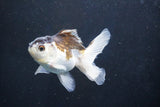 Juvenile Thai Oranda  Panda 3.5 Inch (ID#1018To13b-95) Free2Day SHIPPING