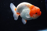 Lionchu  Red White 4 Inch (ID#311R12b-89) Free2Day SHIPPING