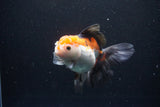 Thai Oranda  Tricolor 5.5 Inch (ID#1108To6c-112)