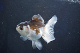 Juvenile Thai Oranda  Panda 3.5 Inch (ID#1018To13b-95) Free2Day SHIPPING