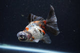 Butterfly  Calico 3.5 Inch (ID#415B8b-36) Free2Day SHIPPING