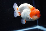 Lionchu  Red White 4 Inch (ID#311R12b-89) Free2Day SHIPPING