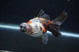 Butterfly  Calico 3.5 Inch (ID#415B8b-36) Free2Day SHIPPING