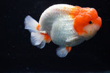 Lionchu  Red White 4 Inch (ID#311R12b-89) Free2Day SHIPPING