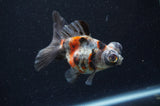 Butterfly  Calico 3.5 Inch (ID#415B8b-36) Free2Day SHIPPING