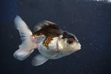 Juvenile Thai Oranda  Panda 3.5 Inch (ID#1018To13b-95) Free2Day SHIPPING