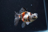 Butterfly  Calico 3.5 Inch (ID#415B8b-36) Free2Day SHIPPING