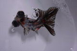 Butterfly  Calico 3.5 Inch (ID#415B8b-36) Free2Day SHIPPING