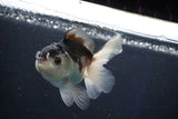 Juvenile Thai Oranda  Panda 3.5 Inch (ID#1018To13b-95) Free2Day SHIPPING