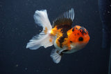 Juvenile Thai Oranda  Tricolor 4 Inch (ID#1231To13b-80) Free2Day SHIPPING