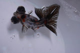 Butterfly  Calico 3.5 Inch (ID#415B8b-36) Free2Day SHIPPING