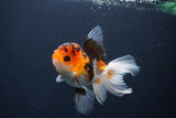 Juvenile Thai Oranda  Tricolor 4 Inch (ID#1231To13b-80) Free2Day SHIPPING