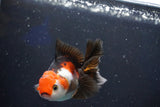 Juvenile Thai Oranda  Tricolor 3.5 Inch (ID#1018To13b-96) Free2Day SHIPPING