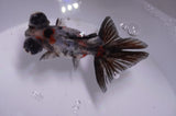 Butterfly  Calico 3.5 Inch (ID#415B8b-36) Free2Day SHIPPING