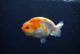 Ranchu  Sakura 3.5 Inch (ID#221R1c-48) Free2Day SHIPPING