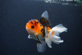 Juvenile Thai Oranda  Tricolor 4 Inch (ID#1231To13b-80) Free2Day SHIPPING