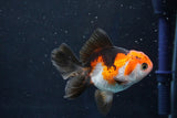 Juvenile Thai Oranda  Tricolor 3.5 Inch (ID#1018To13b-96) Free2Day SHIPPING