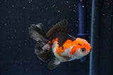 Juvenile Thai Oranda  Tricolor 3.5 Inch (ID#1018To13b-96) Free2Day SHIPPING