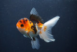 Juvenile Thai Oranda  Tricolor 4 Inch (ID#1231To13b-80) Free2Day SHIPPING