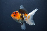 Juvenile Thai Oranda  Tricolor 4 Inch (ID#1231To13b-80) Free2Day SHIPPING