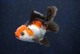 Juvenile Thai Oranda  Tricolor 3.5 Inch (ID#1018To13b-96) Free2Day SHIPPING